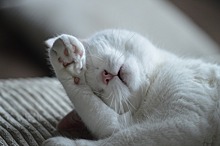 Почему кошки любят делать массаж? Отвечают ученые