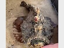 Мужчина случайно наткнулся на пляже на самую ядовитую рыбу в мире
