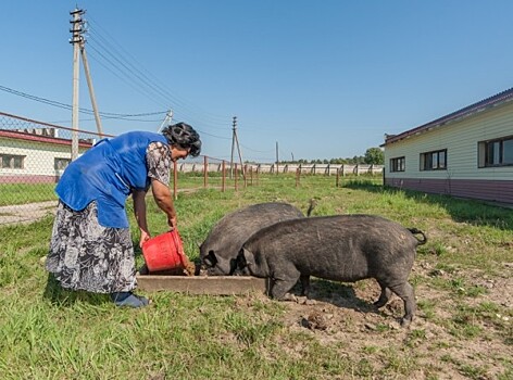 111 тысяч свиней уничтожат в Калининграде из-за африканской чумы