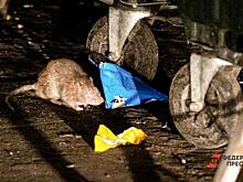 Житель Петербурга запечатлел на камеру полчище крыс в центре города