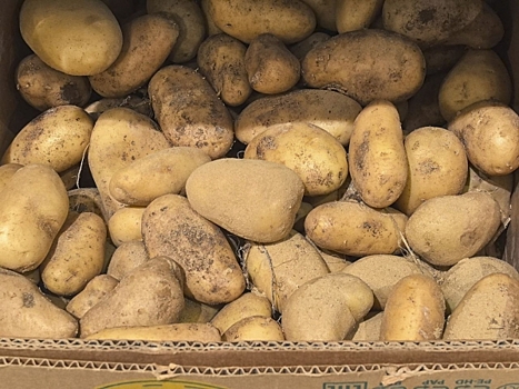 «Не ниже 27 рублей»: ученый объяснил рост цен на картошку