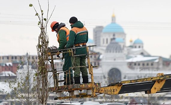 В Казани подготавливают деревья к зиме