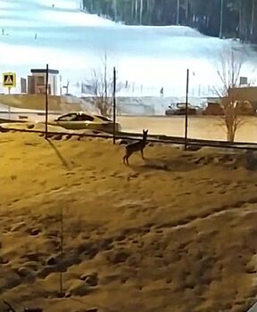 Красноярцы сняли на видео охоту собак на оленя