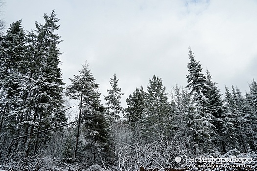 В ямальском лесу нашли труп рыбака