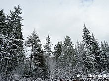 В ямальском лесу нашли труп рыбака