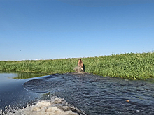 Рои кровососов загоняют гигантов тайги в реки Новосибирской области