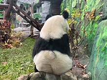 Появилось видео с пандой Катюшей, которая решила самостоятельно поменять рацион