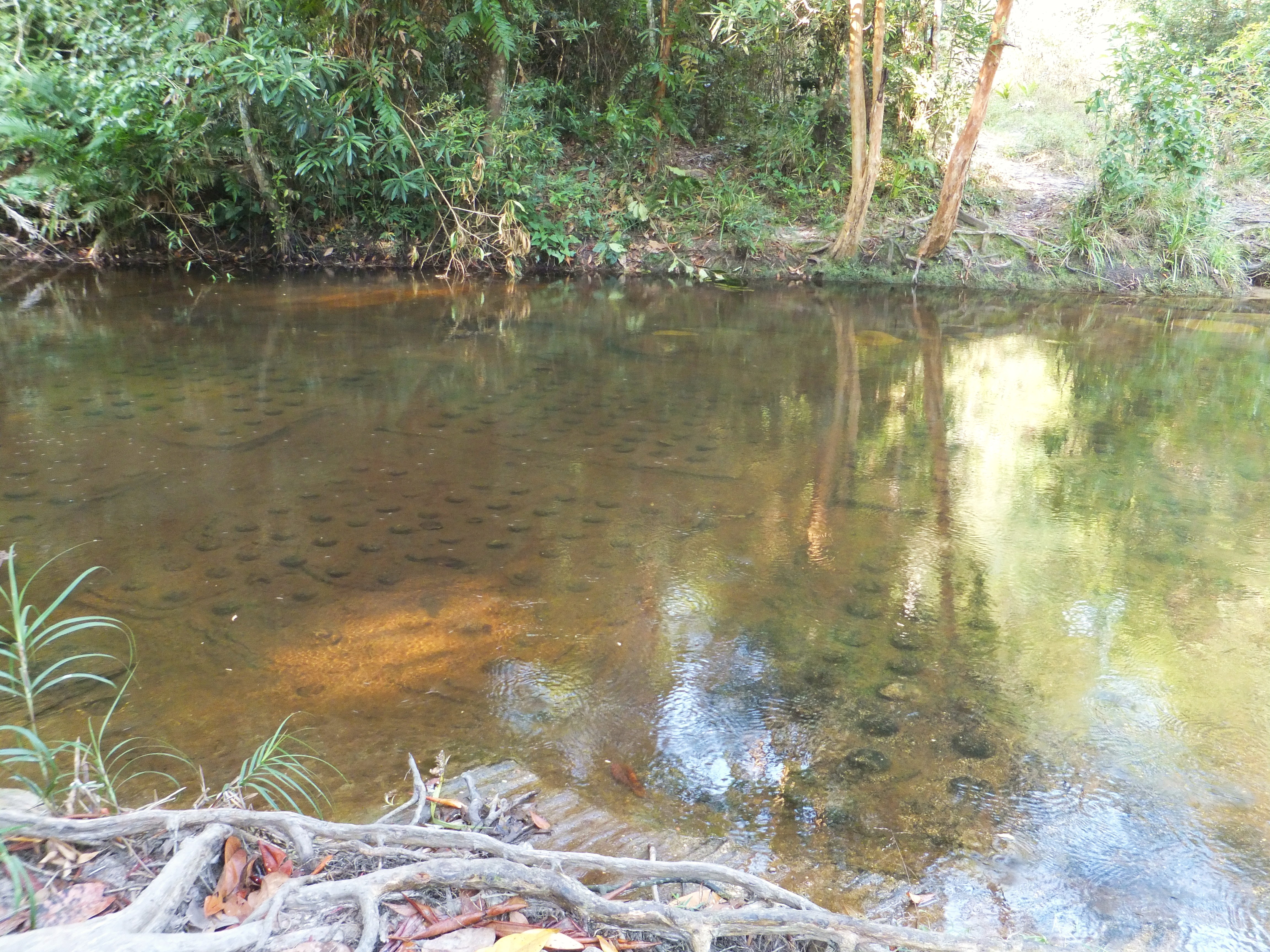 Пном Кулен (Phnom Kulen), Камбоджа, Азия