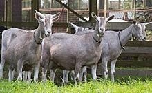 Тоггенбургские козы «АгриВолги» обеспечили молоко для нового диетического сыра