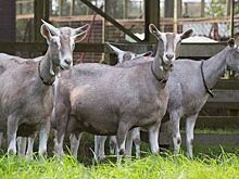 Тоггенбургские козы «АгриВолги» обеспечили молоко для нового диетического сыра