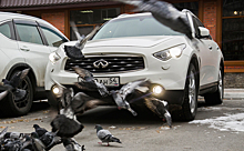 Смерть под колесами: почему голуби перестали бояться машин?
