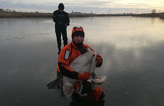 Курганские спасатели вытащили раненого лебедя из Чёрной реки
