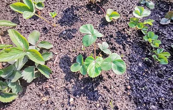 Первая обработка и подкормка клубники весной 2023