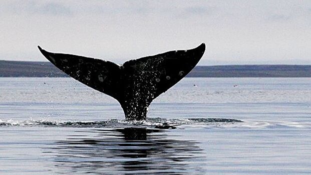 У берегов Чукотки заметили редкого японского кита