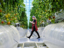 Сибирские ученые предлагают кормить россиян момордикой и хауттюйнией