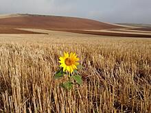 Испанских фермеров обяжут иметь цифровые книжки