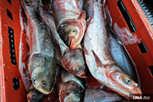 В ХМАО статусный нефтяник угодил в скандал из-за рыбы