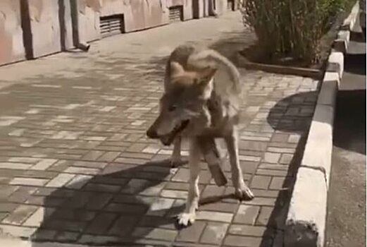 Директор «Роевого ручья» рассказал о дальнейшей судьбе волчицы из Красноярска