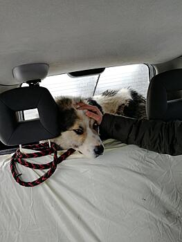 Калининградские «Вести» помогли спасти собак из «фермерской тюрьмы»