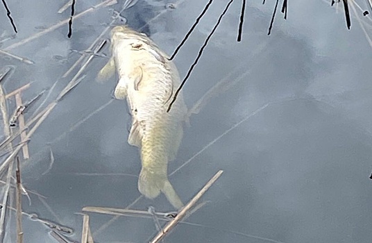 Власти опровергли массовую гибель рыбы в Артемовских лугах
