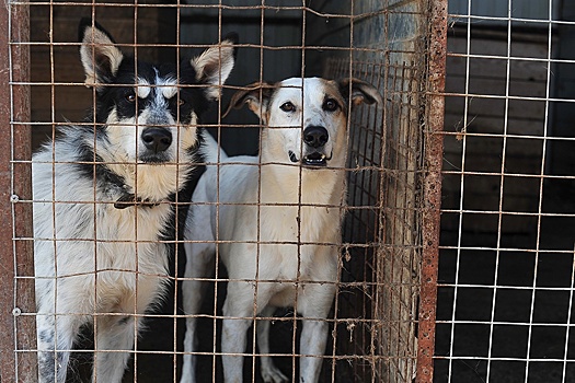 Регионы на 41% увеличили затраты на отлов и содержание бездомных животных