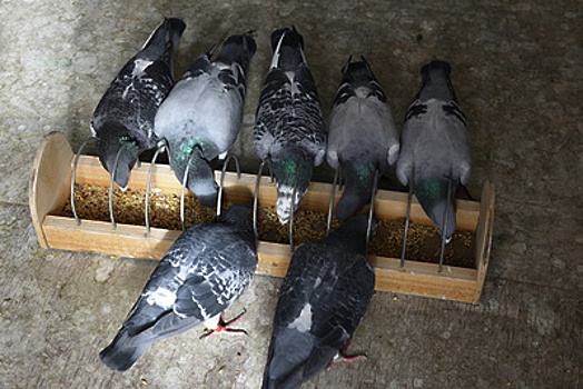 Партию из 200 живых голубей из Армении задержали в аэропорту «Домодедово»