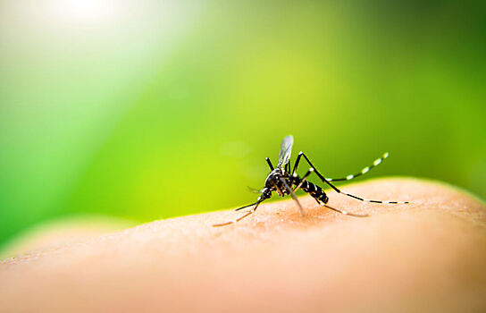7 причин, почему комары кусают вас чаще, чем других