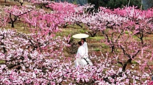 В Китае март – время богини персикового дерева