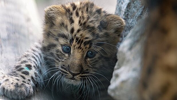 На Кавказе в Центре восстановления леопарда родились пять котят
