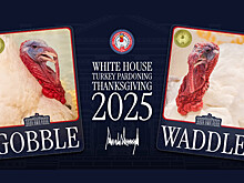 В США выбрали помилованных на День благодарения индеек