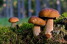 Эндокринолог предупредила о вреде грибов для пожилых людей