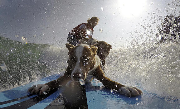 Австралийский серфингист и собаки покорили океан