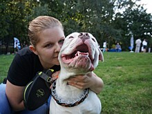 Всем псам на радость. В Ясеневе построили площадку для выгула и дрессуры собак