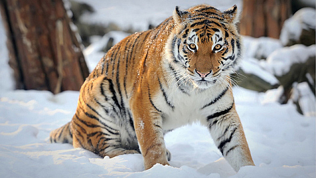 В КНР начала работать российско-китайская лаборатория по сохранению амурского тигра