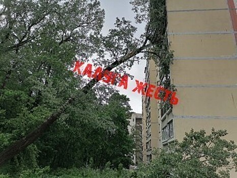 В Калуге дерево упало на многоэтажку