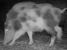 Кабан с необычным окрасом попал на видео