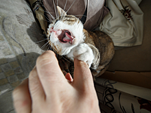 Мужчина притворялся злым котом и вызвал осуждение