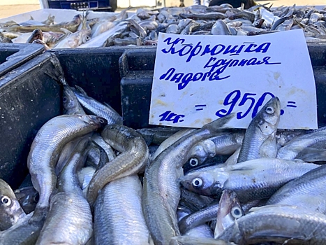 Власти Ленобласти опровергли информацию о высоких ценах на местную корюшку