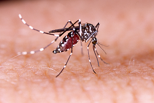 Роспотребнадзор: в России появятся опасные комары