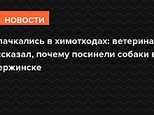 Испачкались в химотходах: ветеринар рассказал, почему посинели собаки в Дзержинске