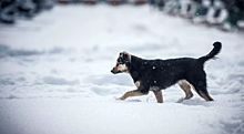 В январе 2022 года в Красноярске отловили 169 собак