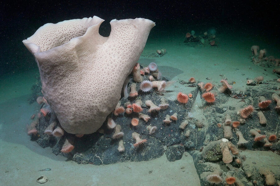 Schmidtocean: в Антарктике обнаружили гигантских морских пауков и осьминогов