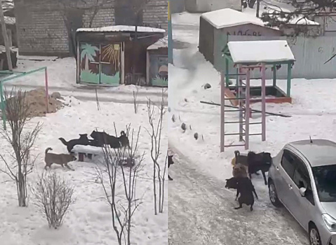 Стая агрессивных собак в Свободном терроризирует жителей многоэтажного дома