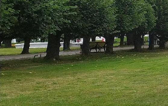 Обслуживание парка «Патриот» обойдется в 20 миллионов рублей