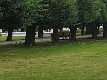 Обслуживание парка «Патриот» обойдется в 20 миллионов рублей