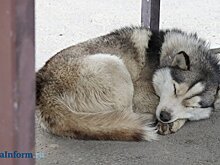 Для больниц планируют закупить 4 100 доз вакцины от бешенства