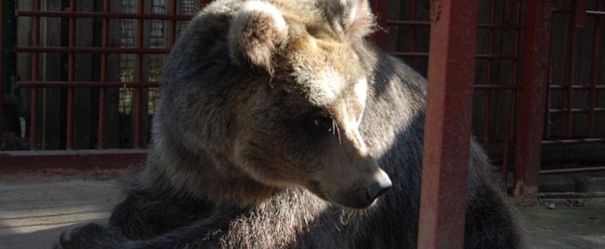 В Медведевском зоопарке «Чудо-остров» проснулась медведица Дуся