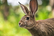 В этом году Москва выпустит в дикую природу около 250 специально выращенных для этого зайцев
