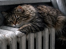 Гладков: около 80 тысяч жителей Белгорода остаются без тепла