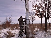 Гнезда аиста защищают от разорения медведем